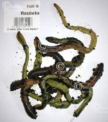 http://lowisko.net/files/rosowka-rosowka-fluo[1].jpg